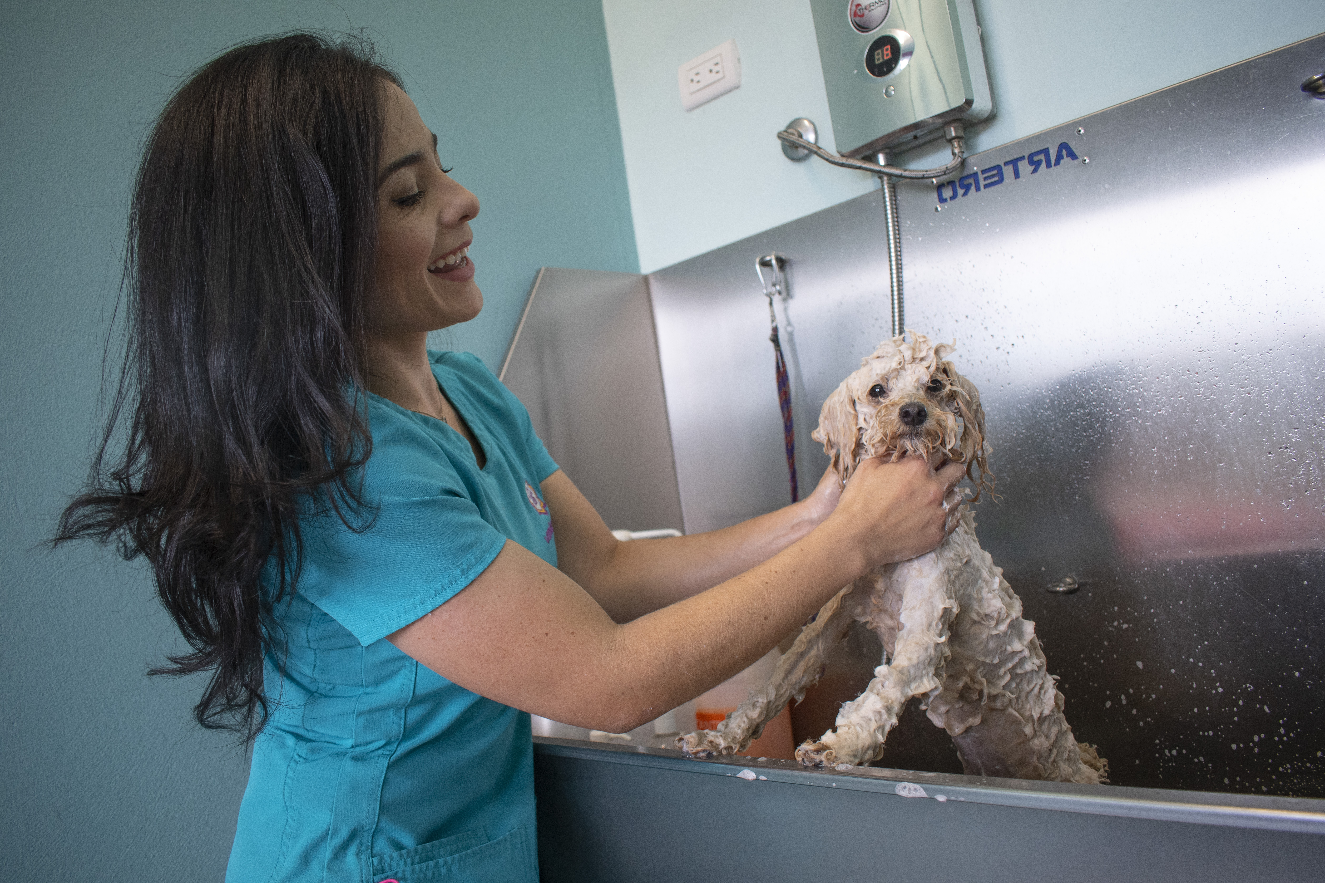 Asistente de Peluquería Canina