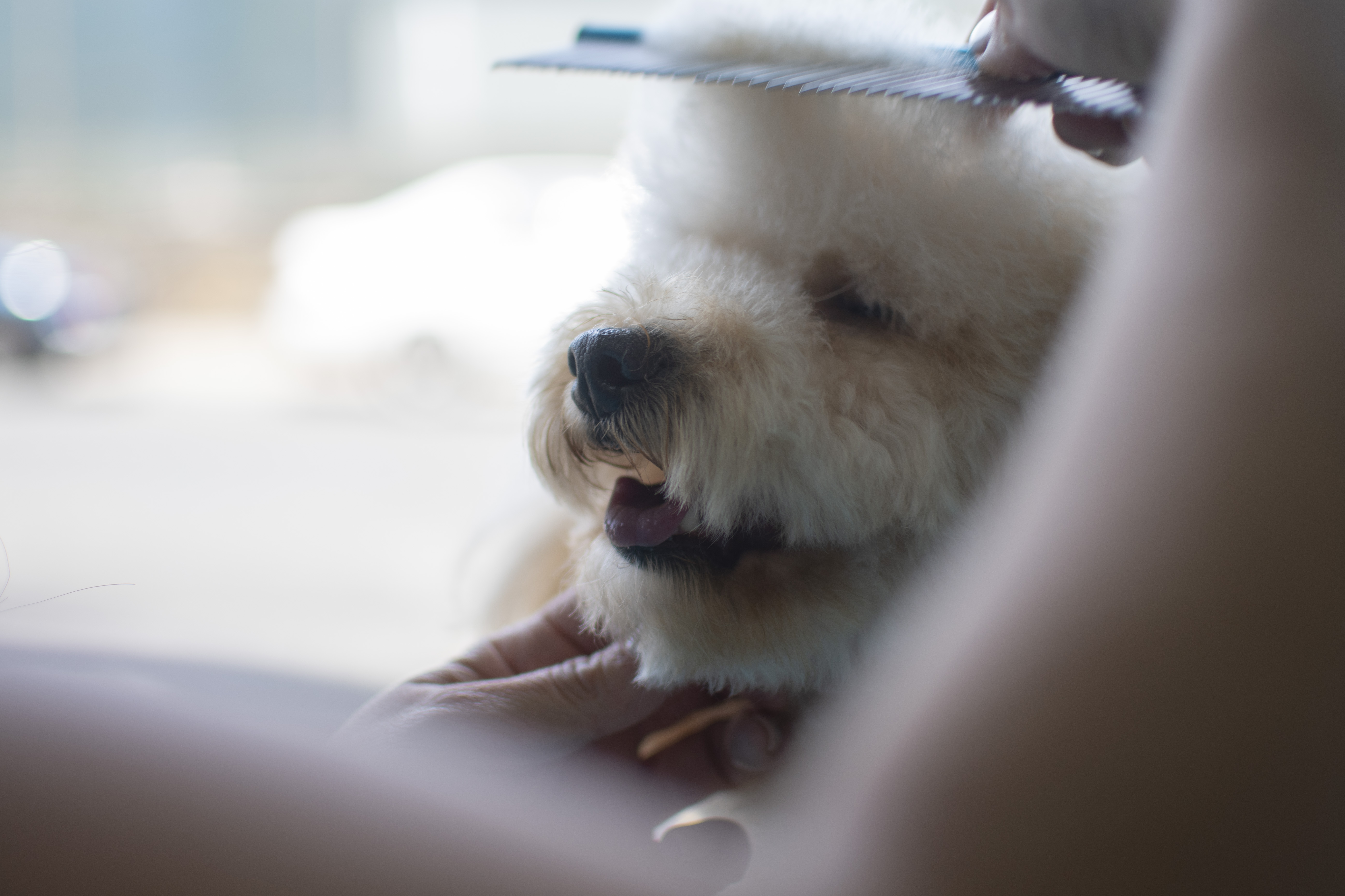 Módulo Básico de Peluquería Canina